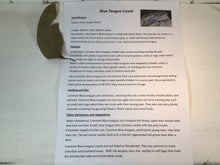 Load image into Gallery viewer, Blue Tongue Lizard Hand Puppet
